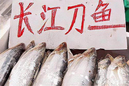 刀魚的種類和區別 刀魚的種類和區別 龍魚論壇 第8張