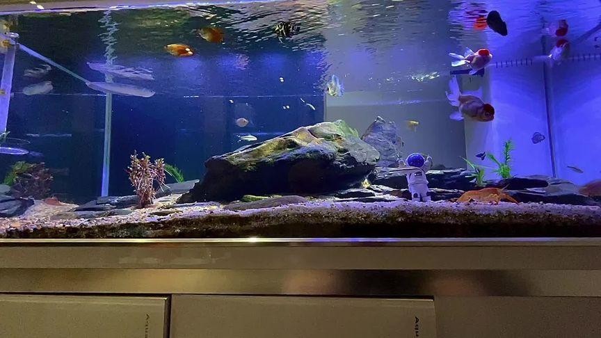 銀龍魚用燈照嗎圖片 銀龍魚用燈照嗎圖片 龍魚百科 第2張