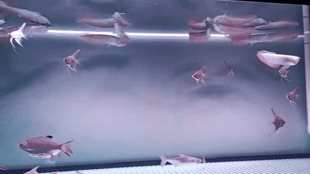 銀龍魚用燈照嗎圖片 銀龍魚用燈照嗎圖片 龍魚百科 第12張