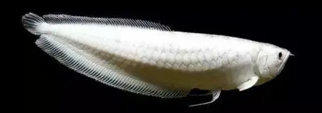 銀龍魚用燈照嗎圖片 銀龍魚用燈照嗎圖片 龍魚百科 第27張