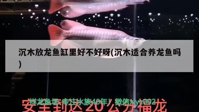龍魚缸沉木：關(guān)于龍魚缸沉木的詳細(xì)信息 龍魚缸沉木：關(guān)于龍魚缸沉木的詳細(xì)信息 龍魚百科 第1張