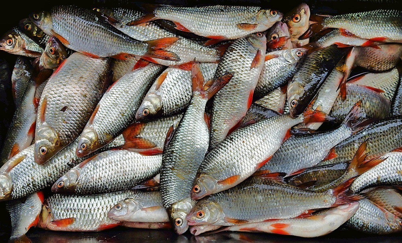 青島特色魚