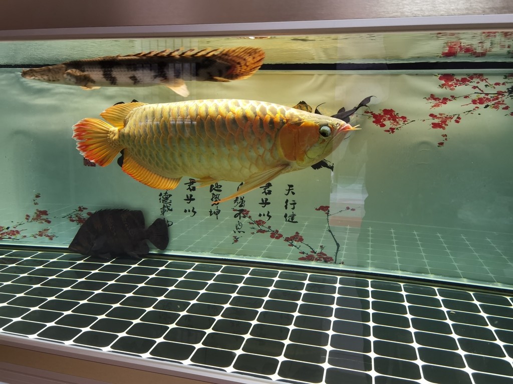 文水縣鳳城鎮怡情觀賞魚店