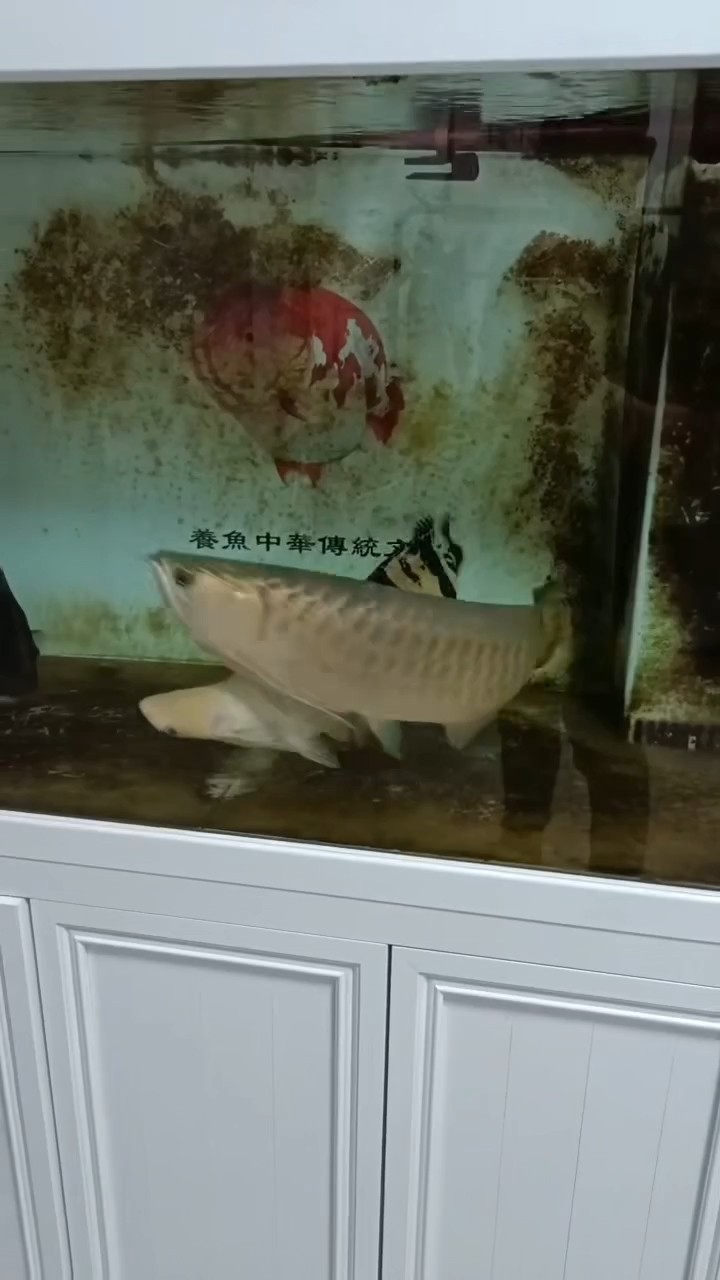雖然是雜泰但是這體型這膚色沒挑了