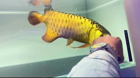 龍魚怎么叫的叫聲