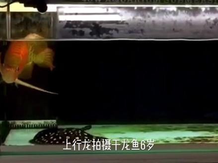 南屏山龍魚在游戲中的價值如何評估，《王者榮耀》南屏山龍魚在游戲中的價值評估是一個多維度的問題