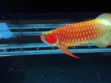 龍魚(yú)怎么叫的叫聲