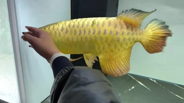 龍魚(yú)怎么叫的叫聲