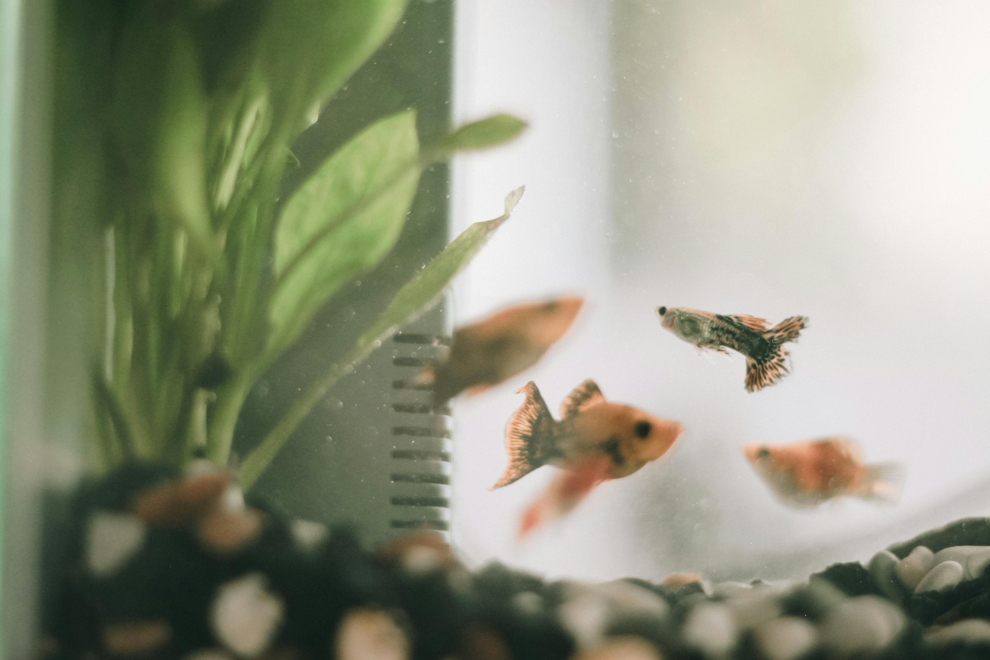 龍魚缸里最好三個魚 龍魚論壇 第2張 龍魚缸里最好三個魚 龍魚缸里最好三個魚 龍魚論壇 第2張