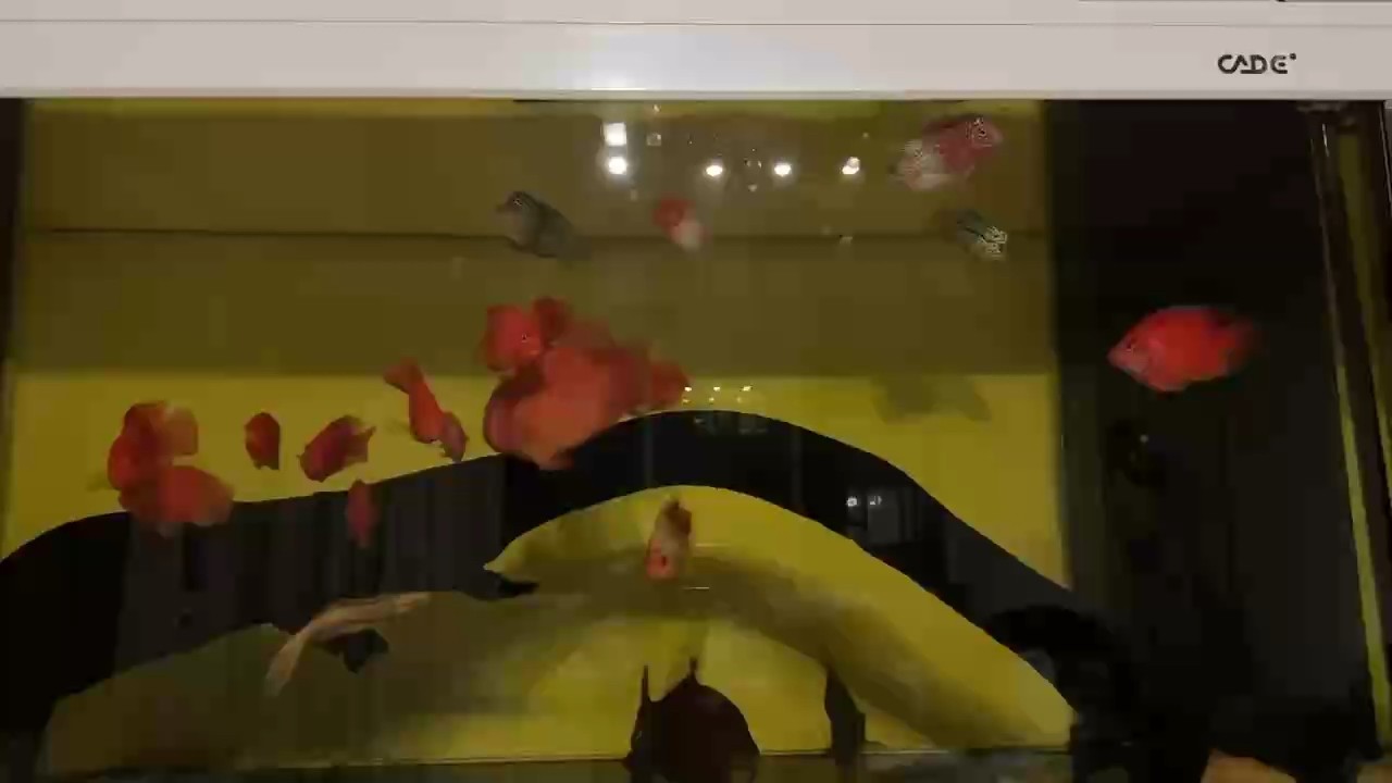 過兩天再添兩條火鳳～期待中 過兩天再添兩條火鳳～期待中 龍魚論壇