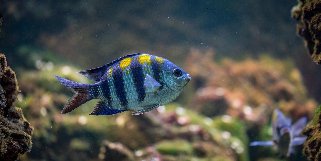 水族館常見魚類