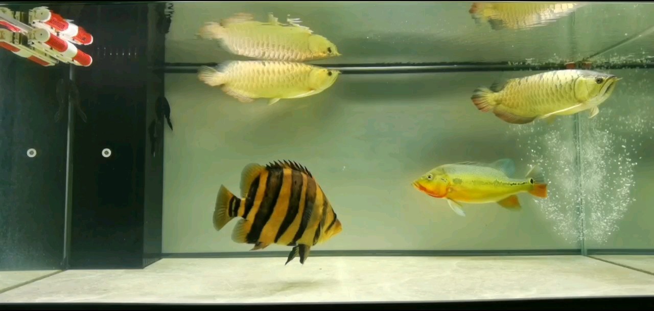 金龍魚繁殖 金龍魚繁殖 龍魚論壇