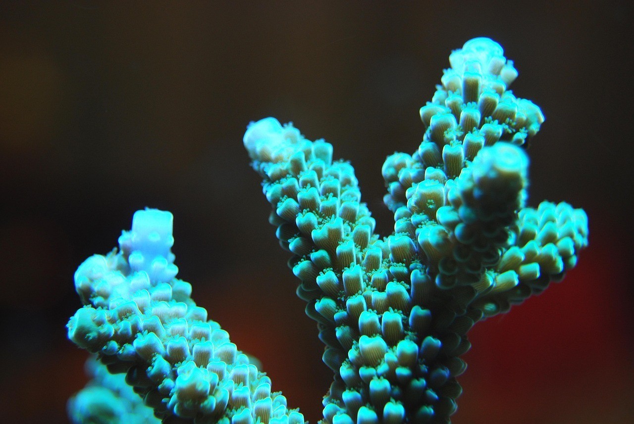 廈門市<strong><mark>湖里</mark></strong>區海穎水族館（廈門市<strong><mark>湖里</mark></strong>區海穎水族館地址）