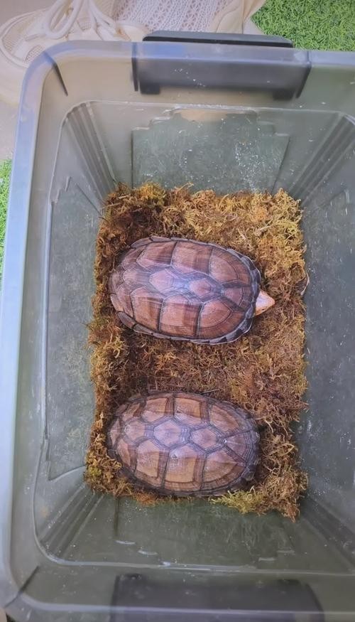 龍魚的飼料可以喂紅面蛋龜