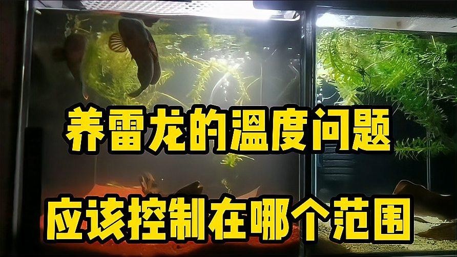 黑魔神雷龍魚適合溫度