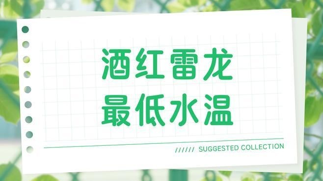 黑魔神雷龍魚適合溫度