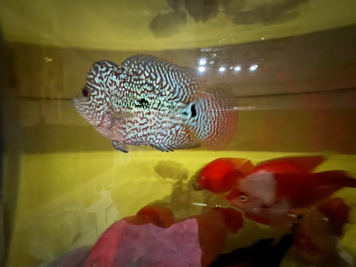 三羅開泰～賽級羅漢魚混養(yǎng)建檔