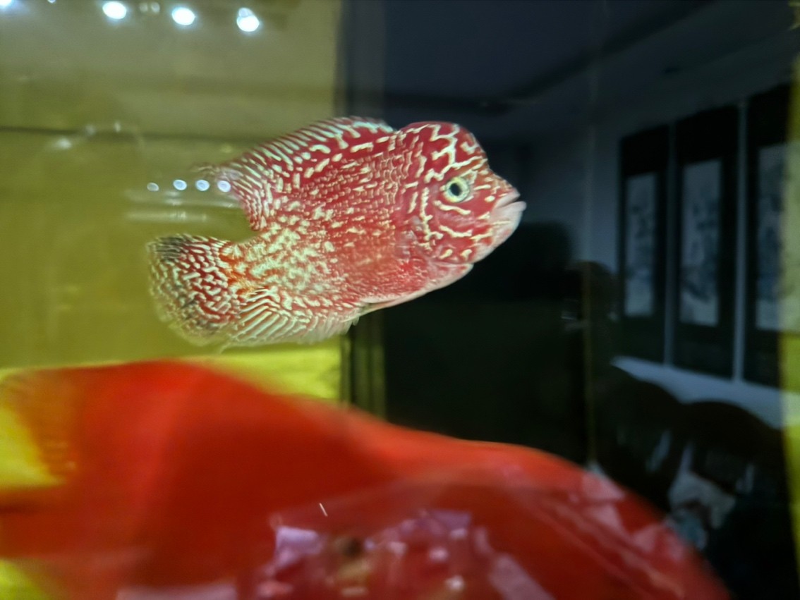 三羅開泰～賽級羅漢魚混養(yǎng)建檔