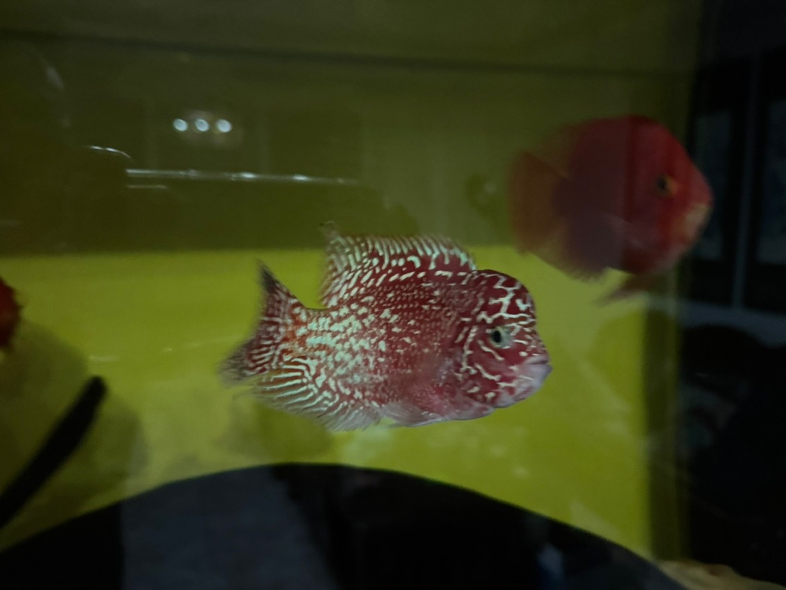 三羅開泰～賽級羅漢魚混養(yǎng)建檔