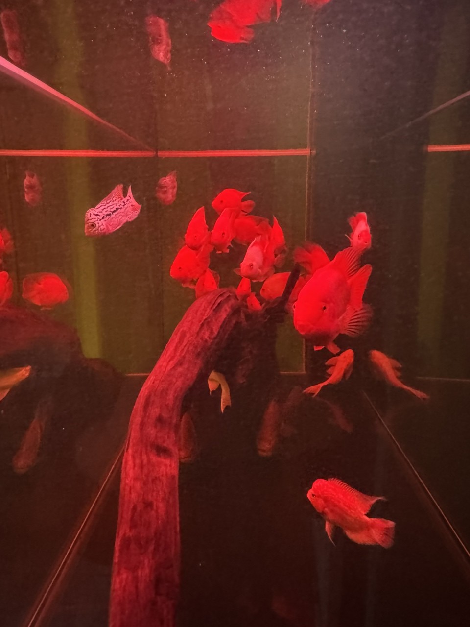 三羅開泰～賽級羅漢魚混養(yǎng)建檔