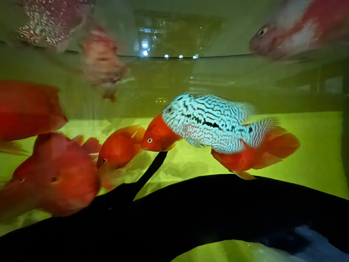 三羅開泰～賽級羅漢魚混養(yǎng)建檔