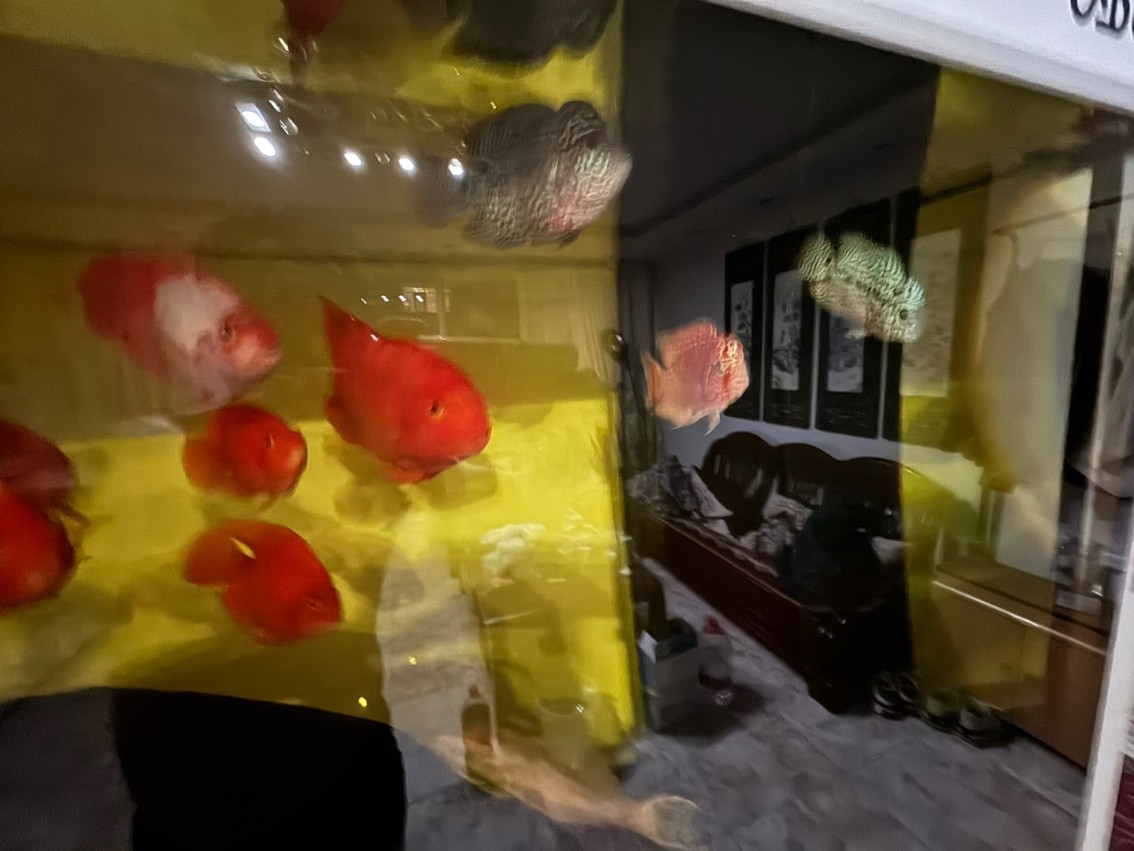 三羅開泰～賽級羅漢魚混養(yǎng)建檔