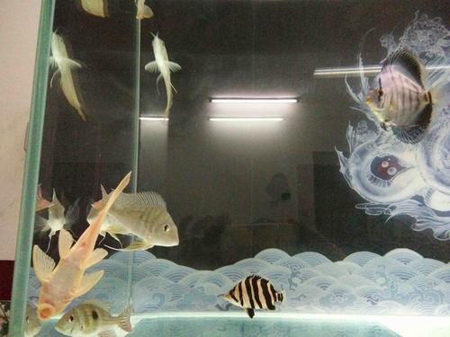 龍魚和關刀混養搭配圖