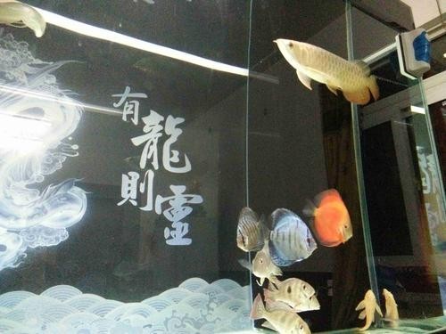 龍魚和關刀混養搭配圖