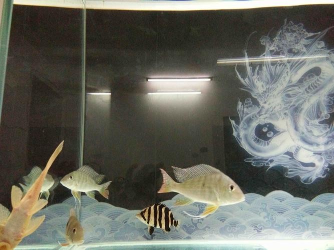 龍魚和關刀混養搭配圖