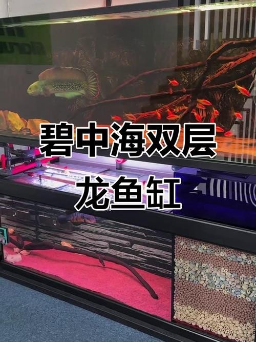 龍魚和關刀混養搭配圖
