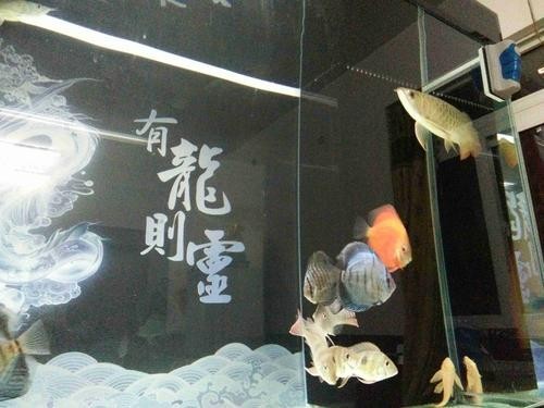龍魚和關刀混養搭配圖