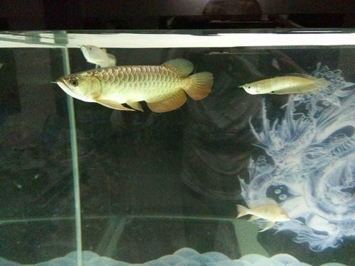龍魚和關刀混養搭配圖