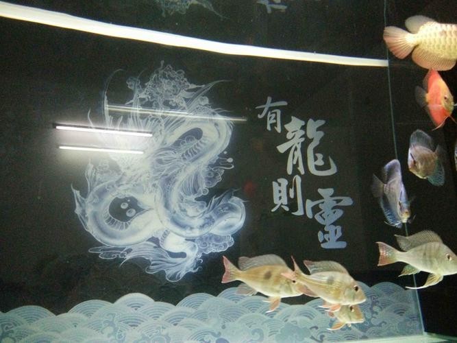 龍魚和關刀混養搭配圖