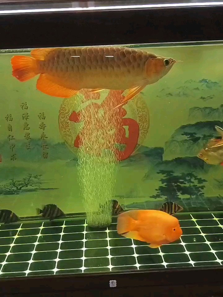 下雨天看魚