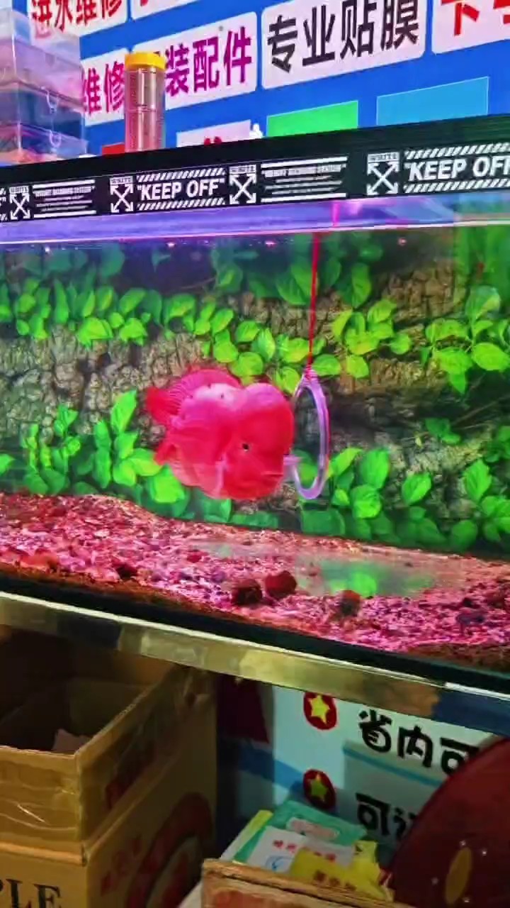紅龍魚用黃燈烤有用嗎 佛山市順德區大良一龍錦鯉養殖場(順德長龍錦鯉養殖場) 全國水族館企業名錄 佛山市順德區大良一龍錦鯉養殖場(順德長龍錦鯉養殖場) 佛山市順德區大良一龍錦鯉養殖場(順德長龍錦鯉養殖場) 全國水族館企業名錄