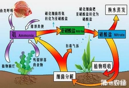 龍頭魚尾的玉器有哪些
