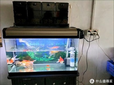龍魚干蝦有營養(yǎng)嗎 紅龍魚白底黑背景的寓意是什么(紅龍魚最佳養(yǎng)殖環(huán)境設置如何辨別紅龍魚品種優(yōu)劣) 龍魚百科 紅龍魚白底黑背景的寓意是什么(紅龍魚最佳養(yǎng)殖環(huán)境設置如何辨別紅龍魚品種優(yōu)劣) 紅龍魚白底黑背景的寓意是什么(紅龍魚最佳養(yǎng)殖環(huán)境設置如何辨別紅龍魚品種優(yōu)劣) 龍魚百科