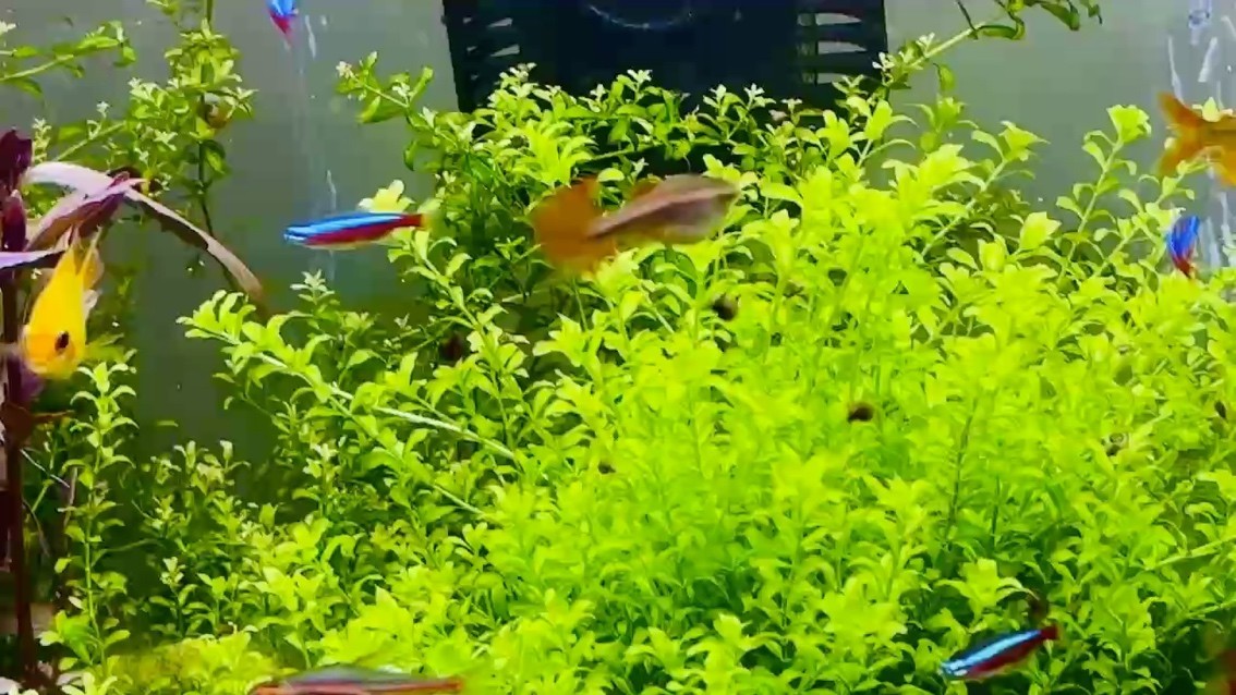 好看