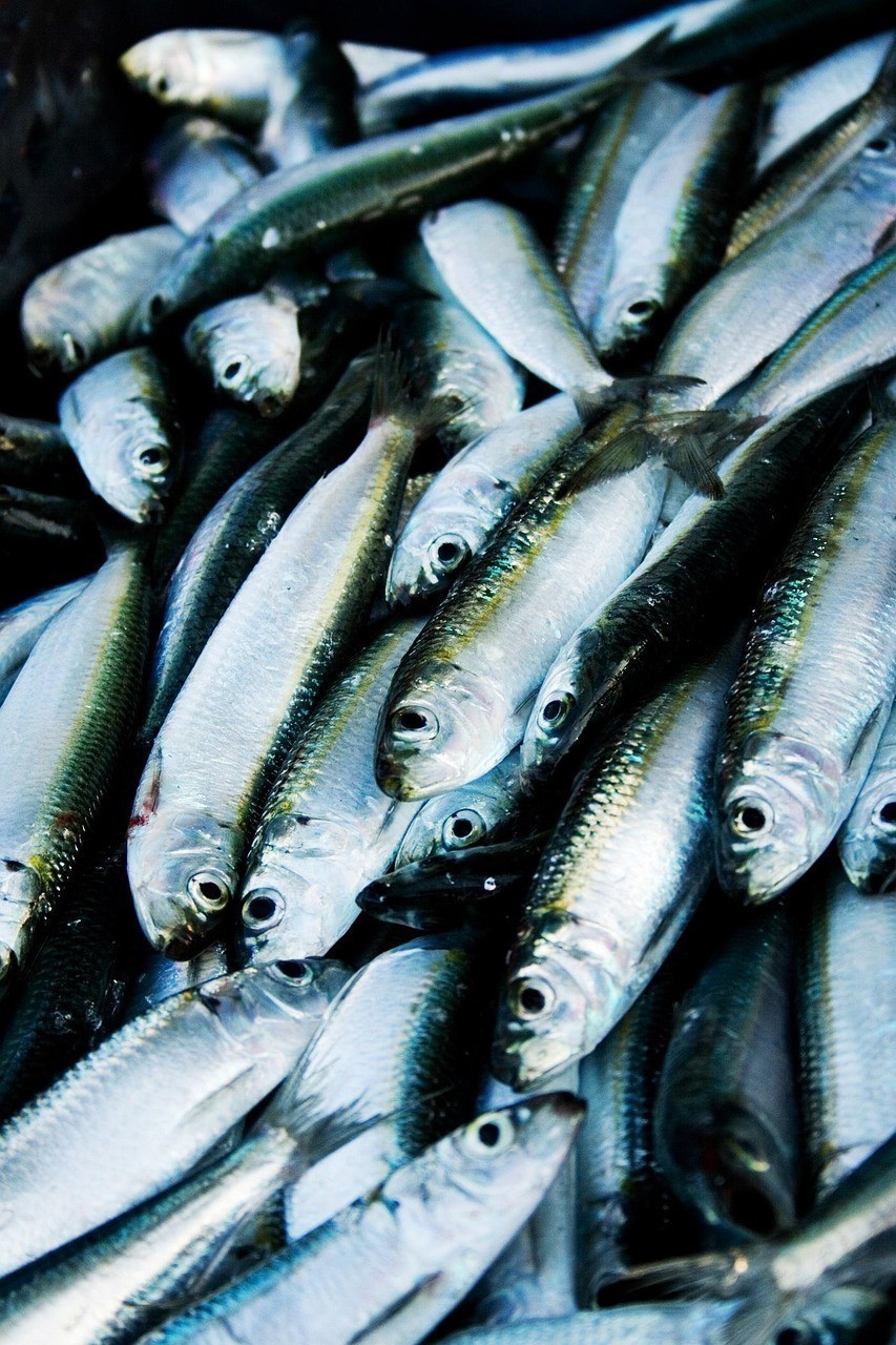 黃元寶鸚鵡魚最簡單處理方法