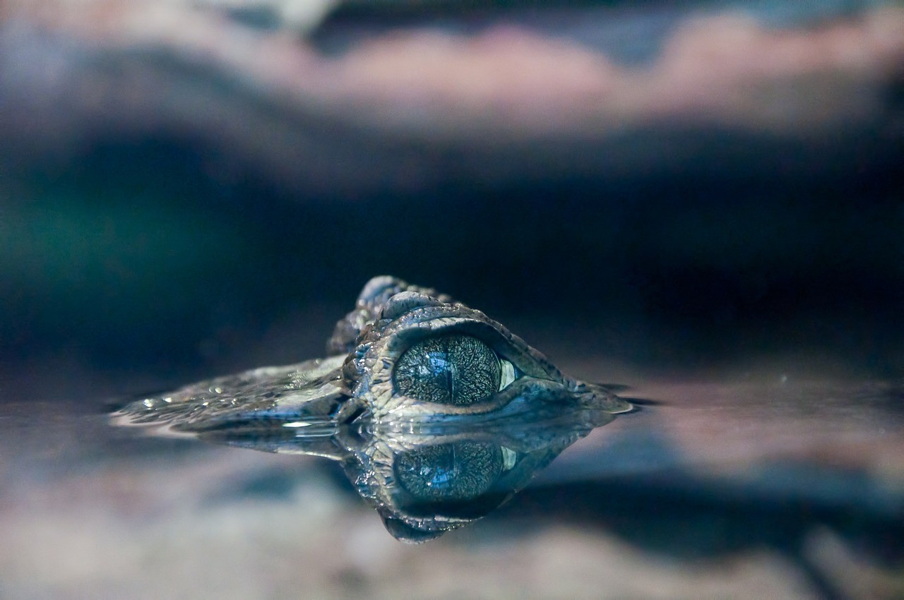 古典龍魚的投資風險有多大? 龍魚百科 第2張 古典龍魚的投資風險有多大? 古典龍魚的投資風險有多大? 龍魚百科 第2張