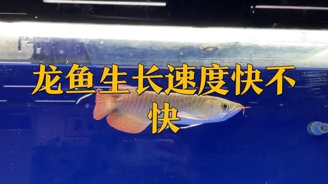 銀龍魚長得快不快呀