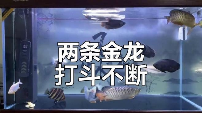 龍魚互相打架怎么處理視頻 龍魚互相打架怎么處理視頻 龍魚百科 第3張