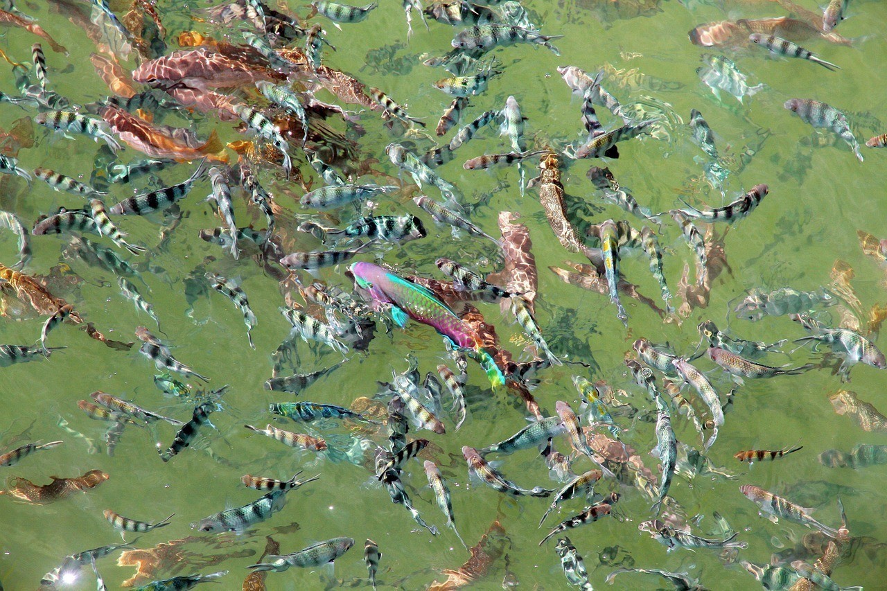 黃火箭魚不能養的原因