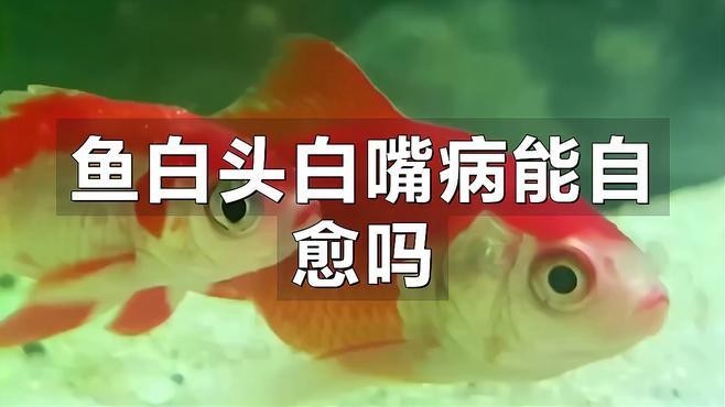 龍魚白毛病會自愈嗎？