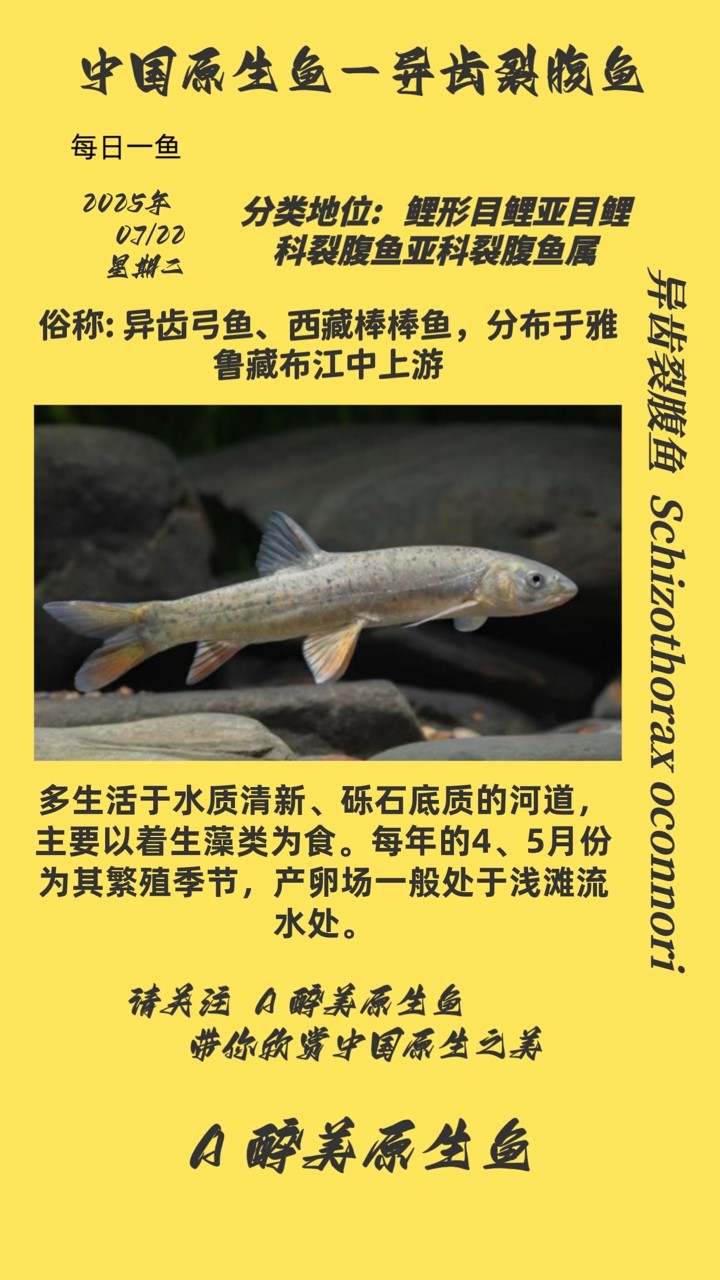 異齒裂腹魚 異齒裂腹魚 龍魚論壇