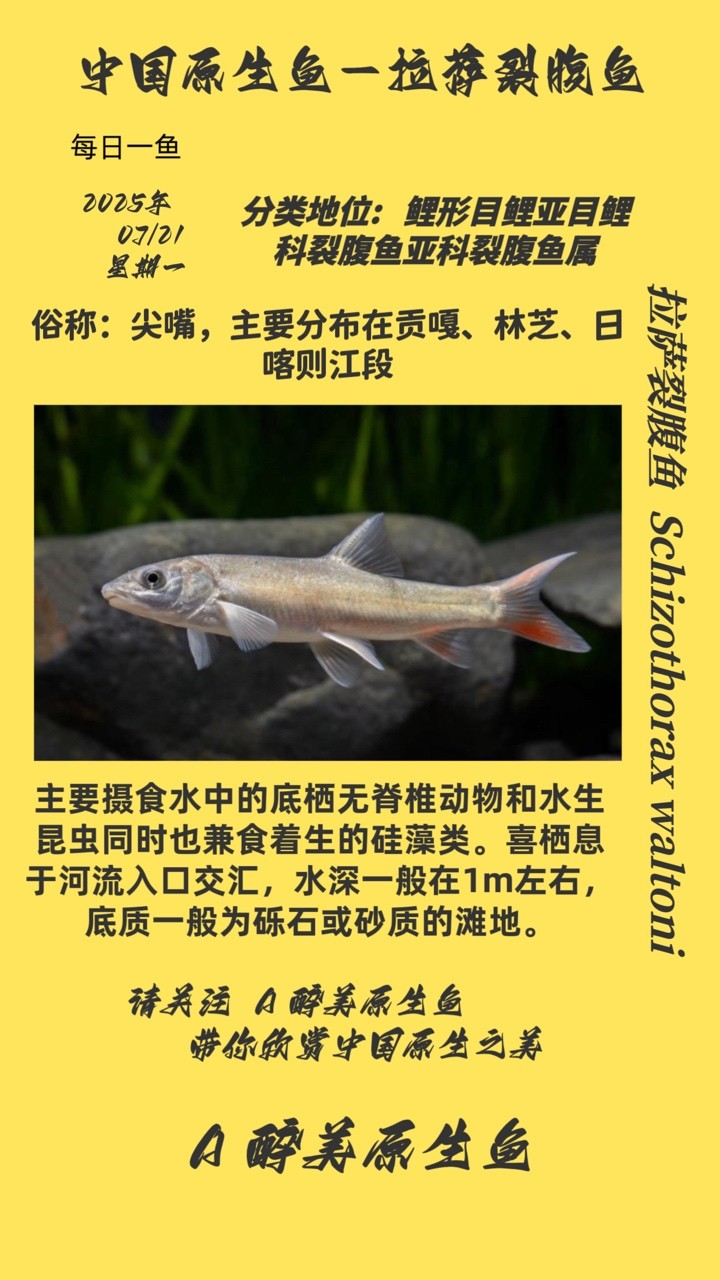 拉薩裂腹魚