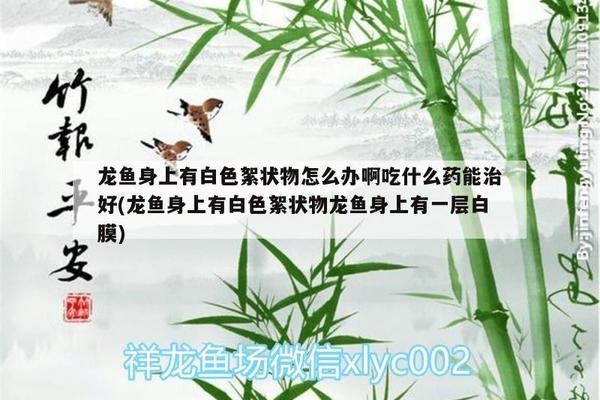 新會(huì)區(qū)會(huì)城銀河水族店（新會(huì)區(qū)會(huì)城銀河水族店電話）