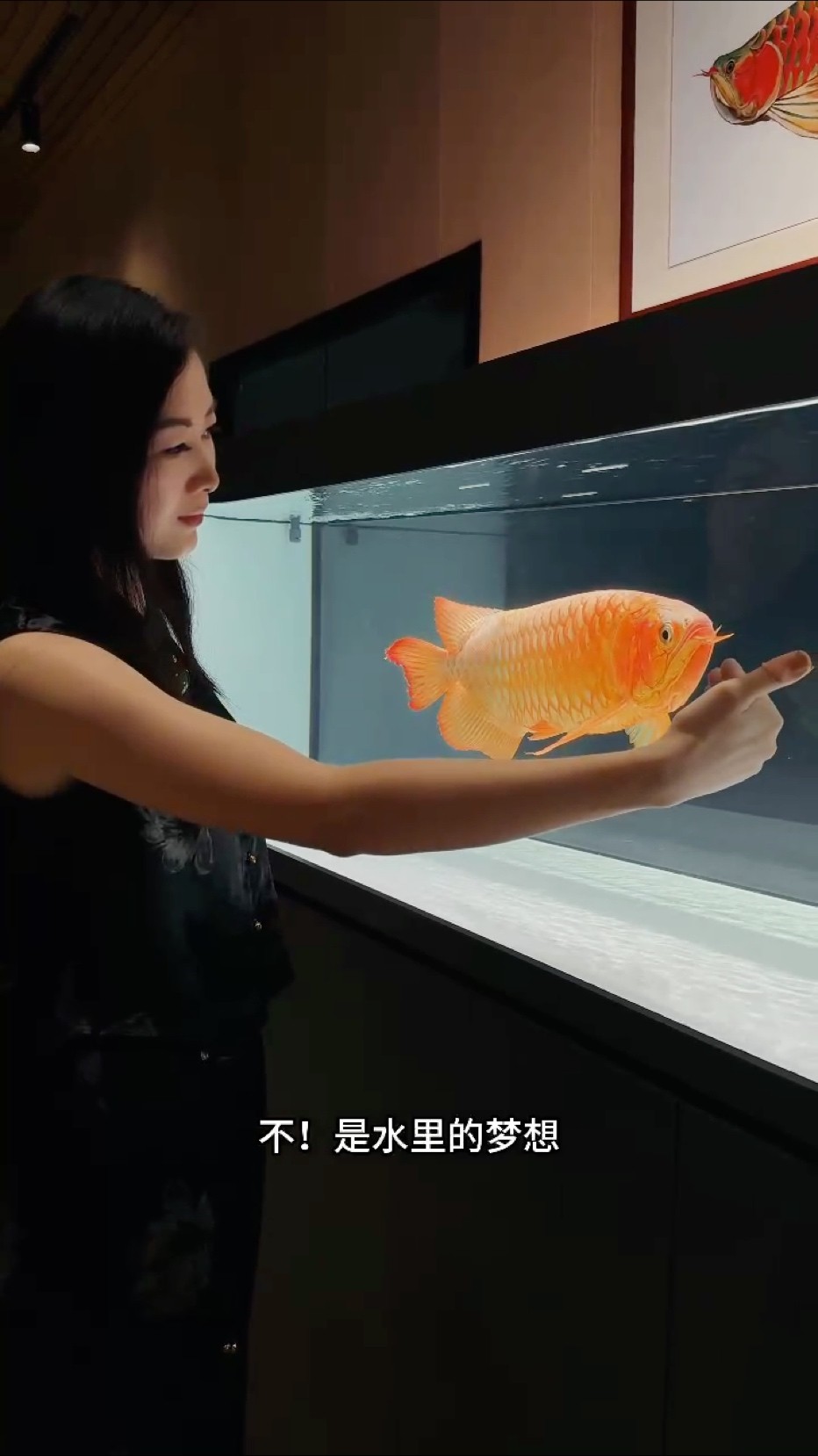 你的夢想清單里，有這一抹紅嗎？?????
你以為養的是魚？不，是水里的夢想！??
每一片發色的鱗，都是努力的勛章?
每一次互動，都是生活里那份快樂源泉
也許這就是養紅龍人那份堅持的意義！
#萬隆天王紅龍#龍魚#紅龍#觀賞魚