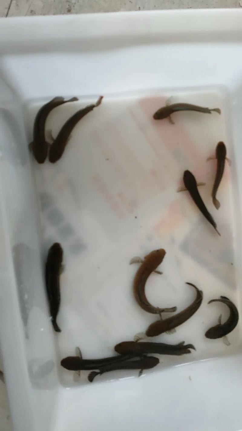 雷龍魚那個品種好繁殖