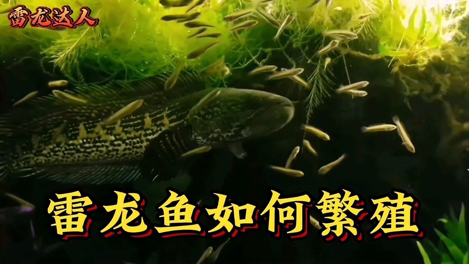雷龍魚那個品種好繁殖